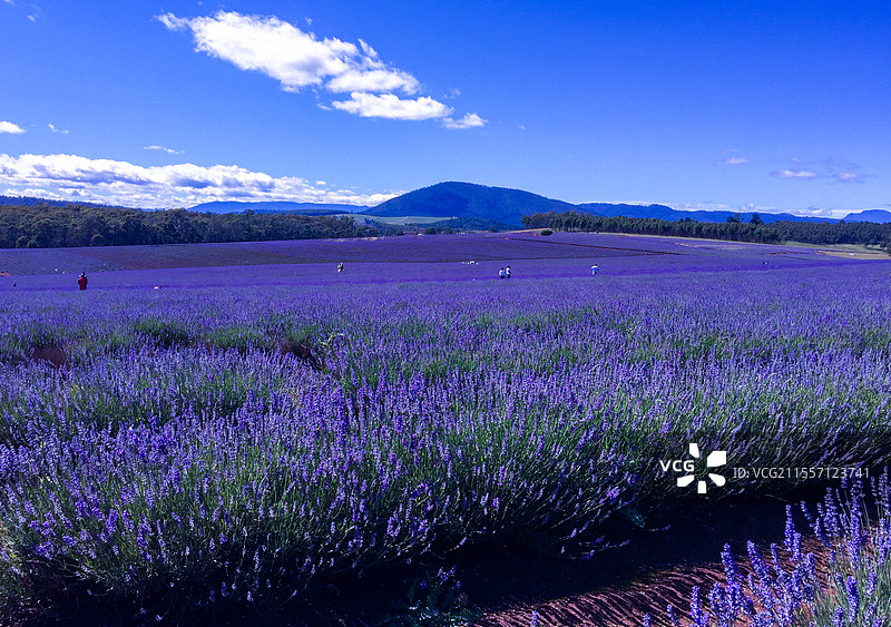 澳大利亚塔斯马尼亚风景&布莱德斯托薰衣草农场图片素材