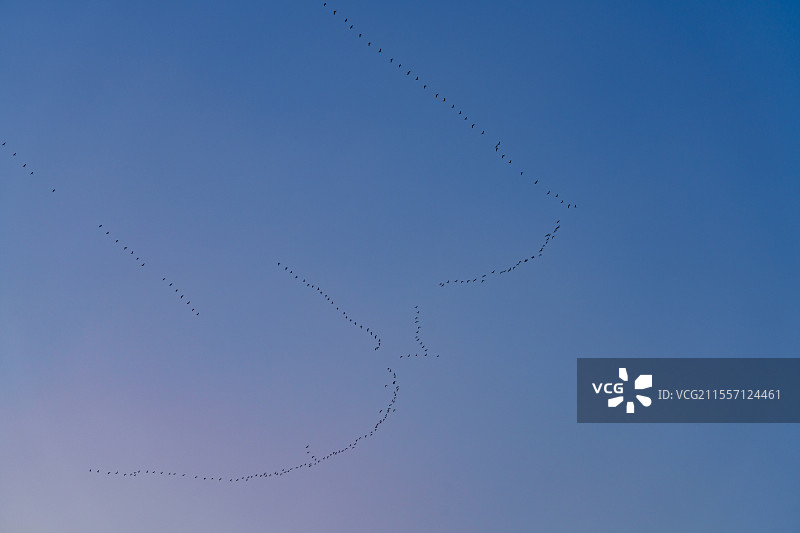 雁归来图片素材