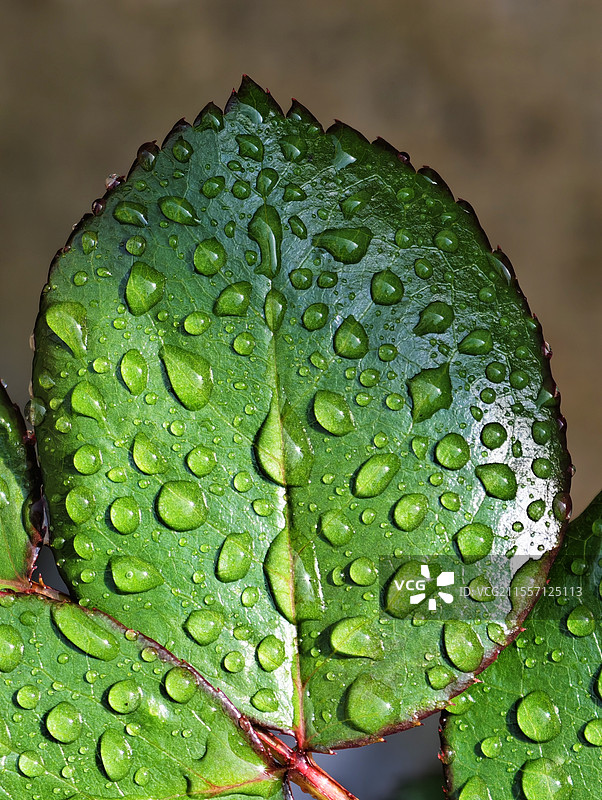 刚喷过水叶面铺满水珠的绿叶图片素材