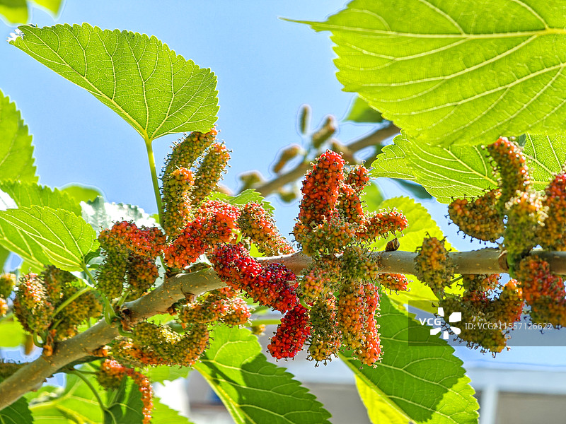 蓝天背景下的透亮的桑叶和桑葚浆果图片素材