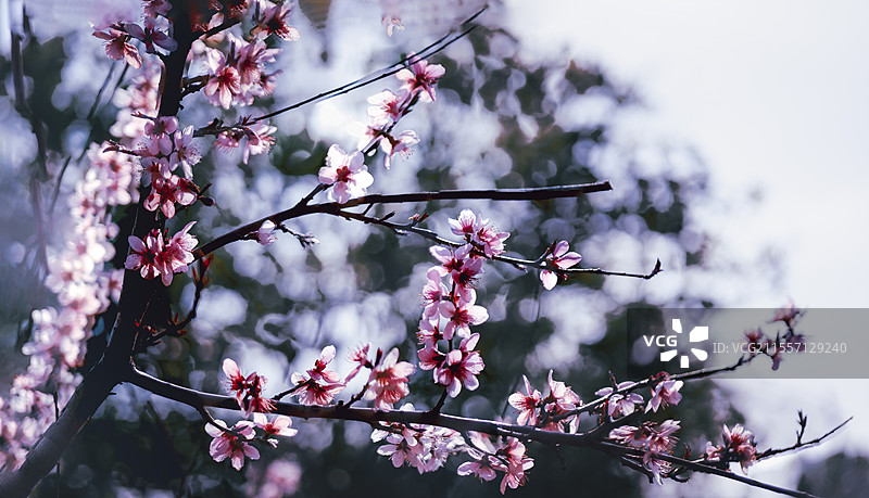 桃花，桃枝截取三寸晴光，将蓄了一冬的温柔悉数绽放，薄瓣透光似浸蜜的丝绸褶皱，蕊心轻颤如停驻的蝶翼。图片素材