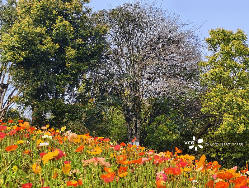 虞美人图片素材