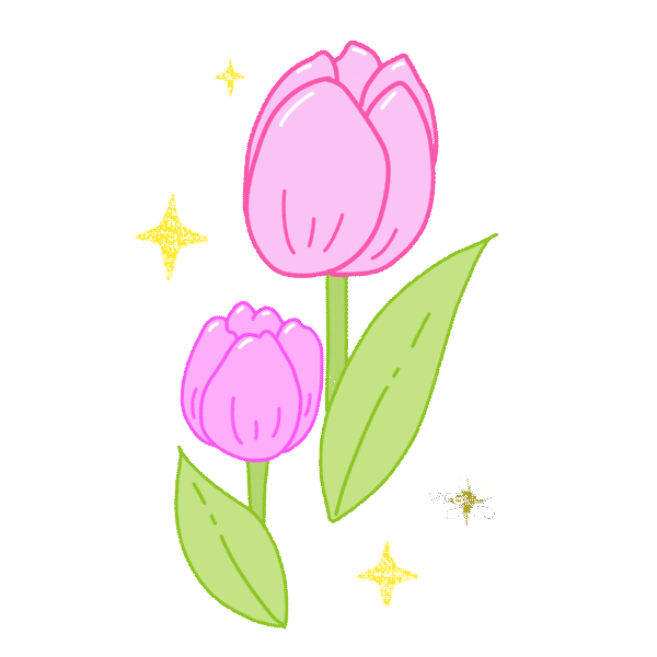 粉色郁金香花朵图片素材