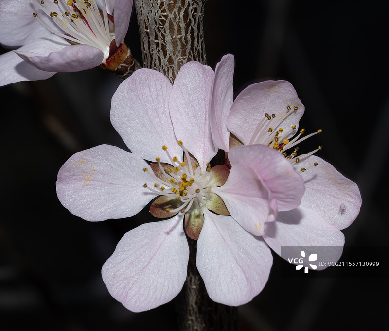 北京昌平后花园白虎涧春游徒步踏青赏桃花图片素材