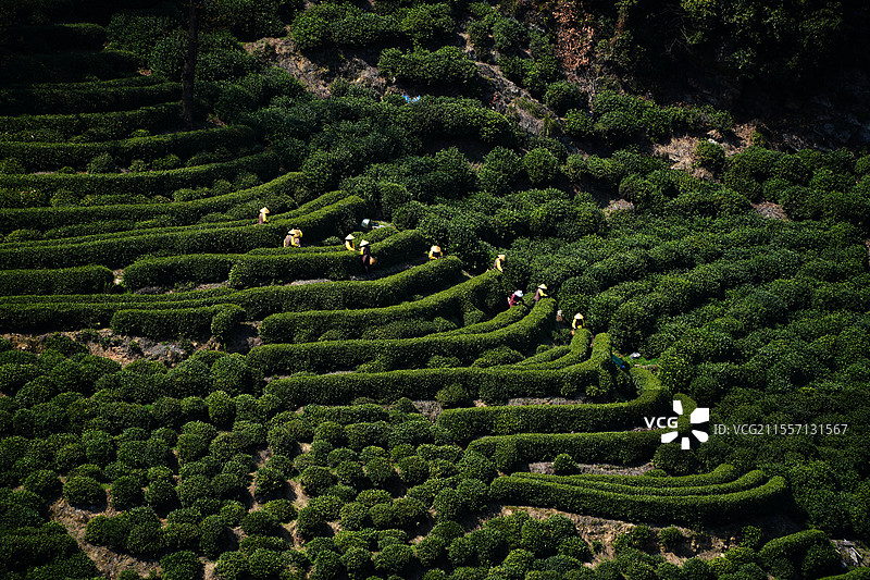 十里琅珰-采茶图片素材