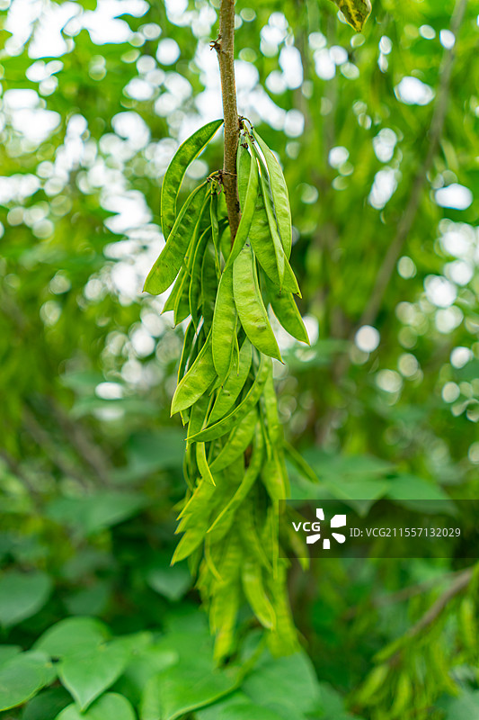 中国城市公园自然风光拍摄主题，紫荆树上结出的种子豌豆荚，户外白昼无人图像摄影图片素材
