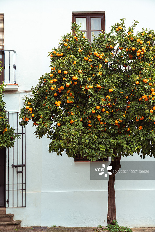 西班牙龙达悬崖小镇的风光/街道/新桥旧桥/教堂图片素材