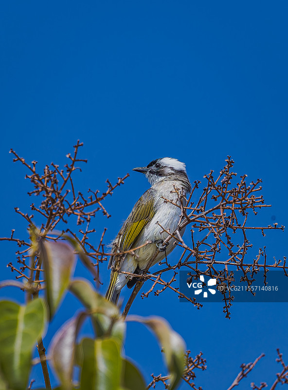 白头鹎图片素材