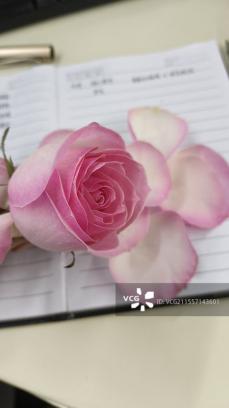 蒙娜丽莎月季，渐变图片素材