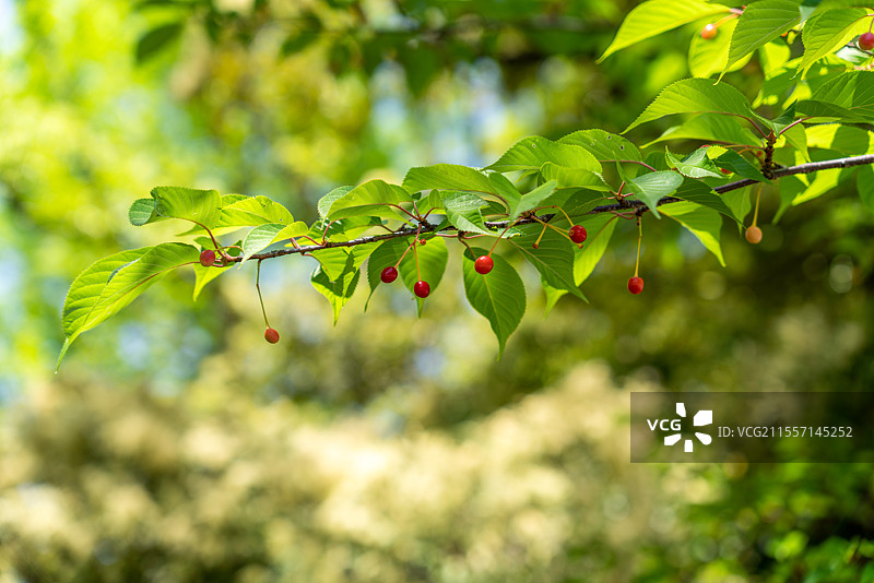 日本京都著名景点莲华王院本堂（三十三间堂）内的樱花果实图片素材