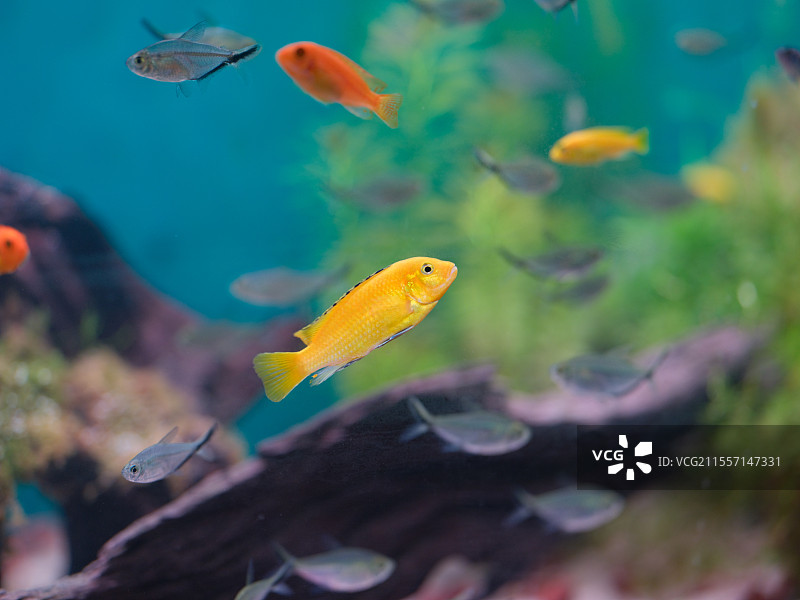 三湖慈鲷鱼图片素材