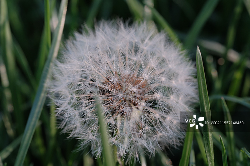 蒲公英图片素材