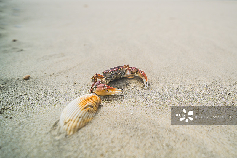 沙滩上螃蟹的特写镜头图片素材