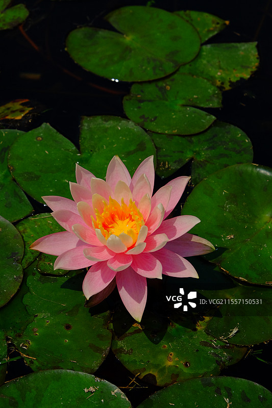 睡莲·南宁青秀山图片素材