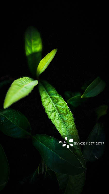 纯黑背景 树苗图片素材