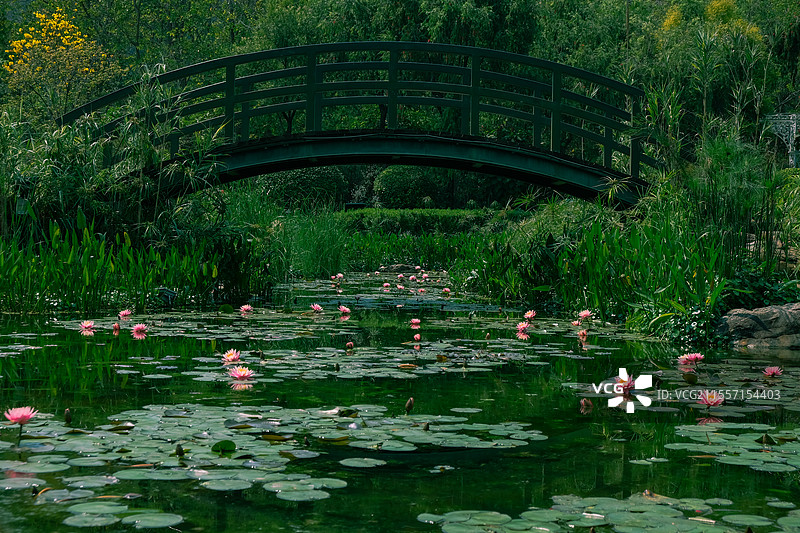 睡莲·莫奈花园图片素材