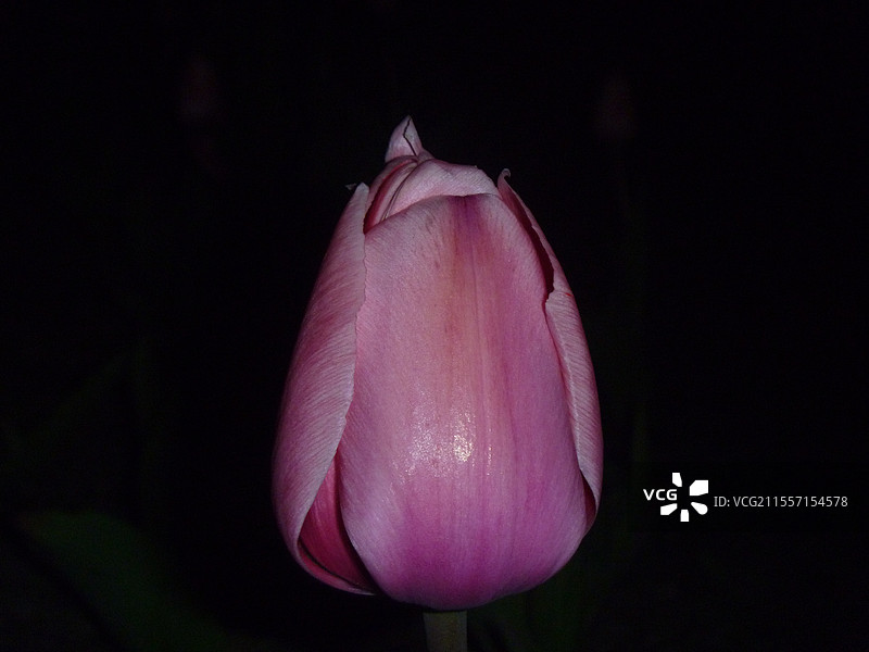 郁金香夜晚拍摄图片素材