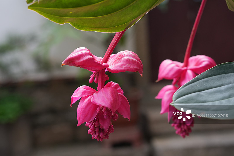 粉苞酸脚杆（宝莲灯）特写图片素材