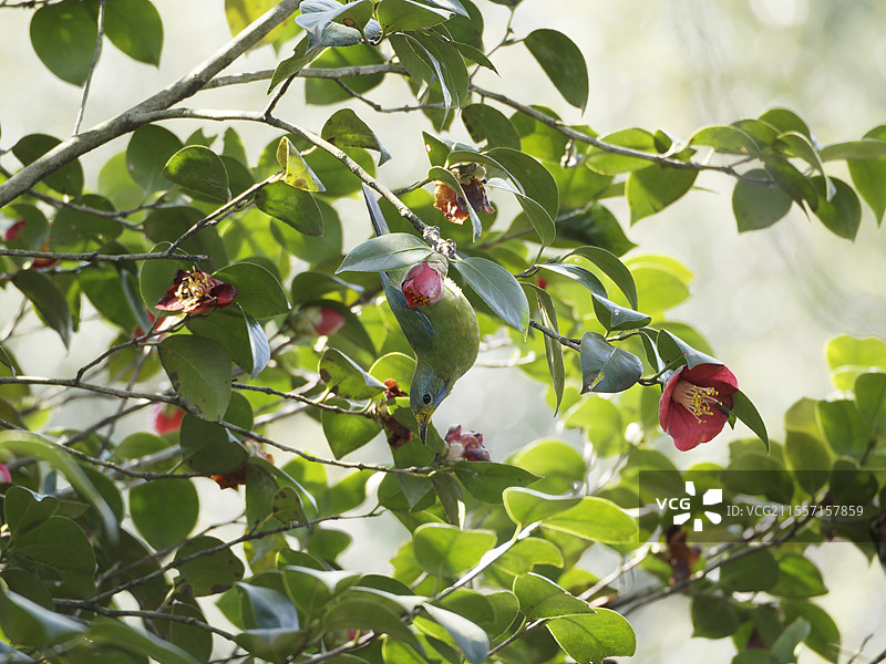橙腹叶鹎与山茶花图片素材