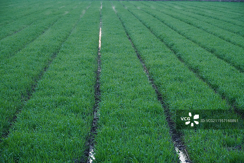 春天的清新麦田图片素材