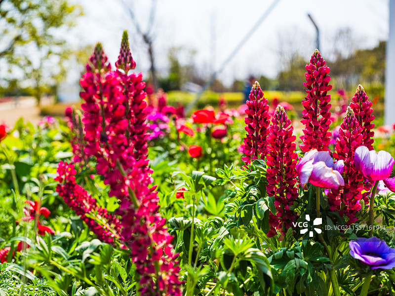 花园春暖花开鲁冰花图片素材