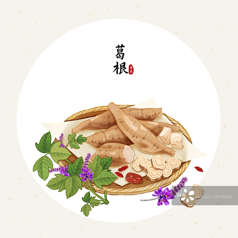 中国传统文化中医养生中草药药材医疗用品之葛根图片素材