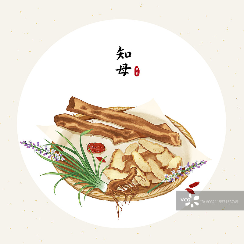 中国传统文化中医养生中草药药材医疗用品之知母图片素材