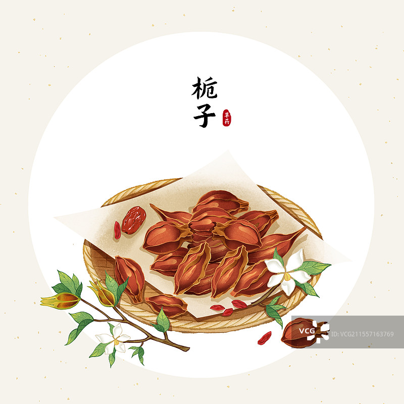 中国传统文化中医养生中草药药材医疗用品之栀子图片素材