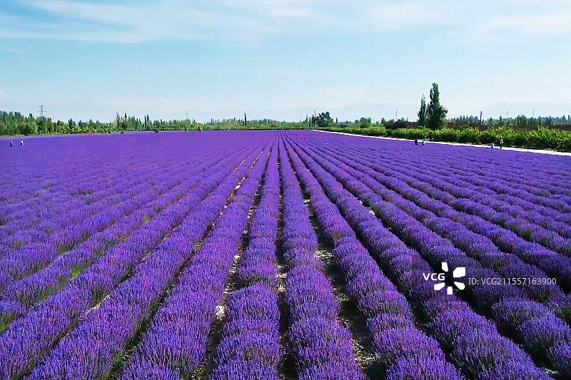 新疆伊犁薰衣草花田图片素材