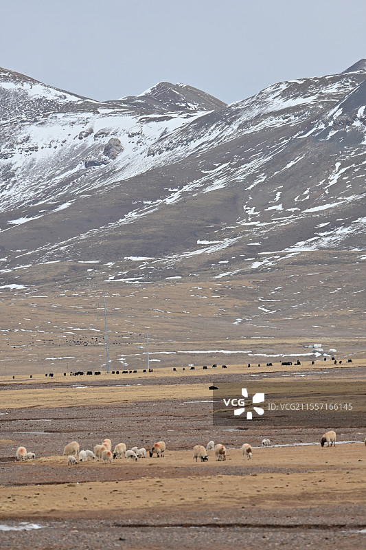 拉萨唐古拉山脚下纳木错畔的羊群图片素材
