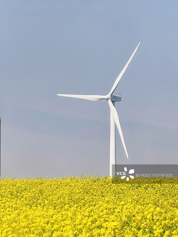 油菜花田中的大风车图片素材