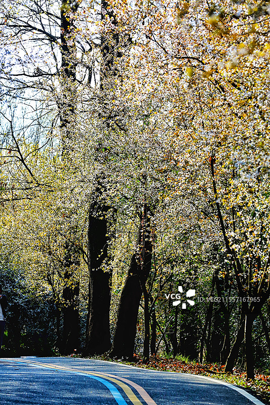 唐冲水库 紫叶李山道图片素材