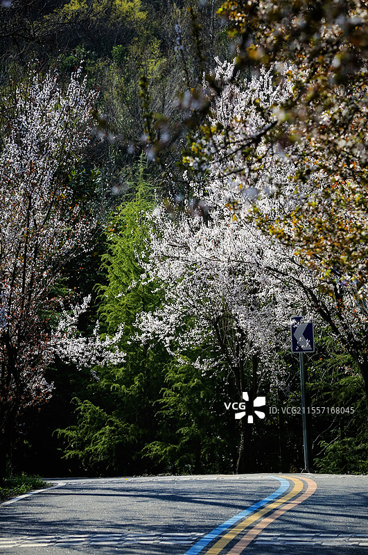 唐冲水库 紫叶李山道图片素材
