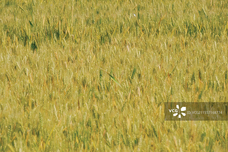 接近成熟的麦田。半成熟麦地。黄色麦穗。在希望的田野上图片素材