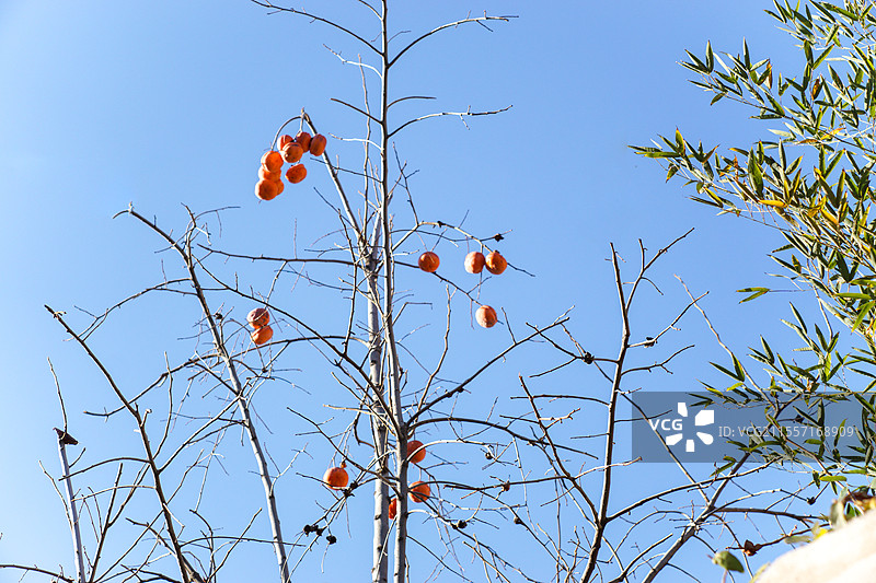 天津滨江道柿子树图片素材
