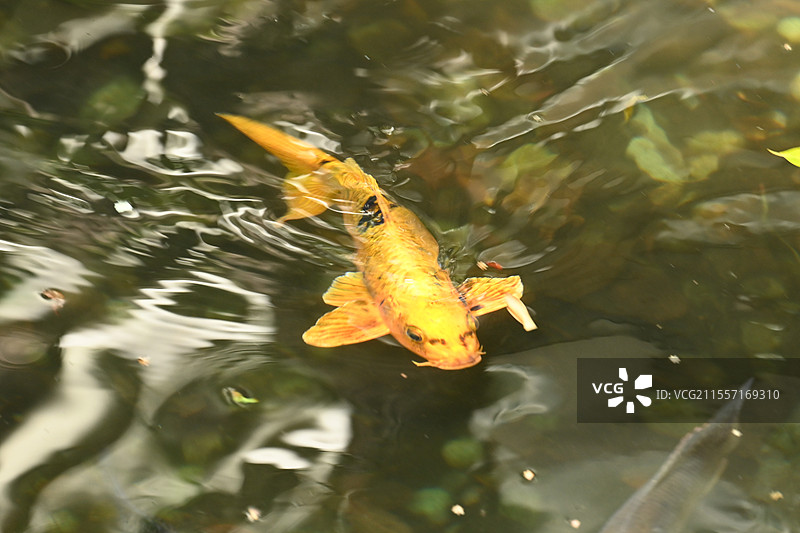 港大池塘里的金色锦鲤图片素材