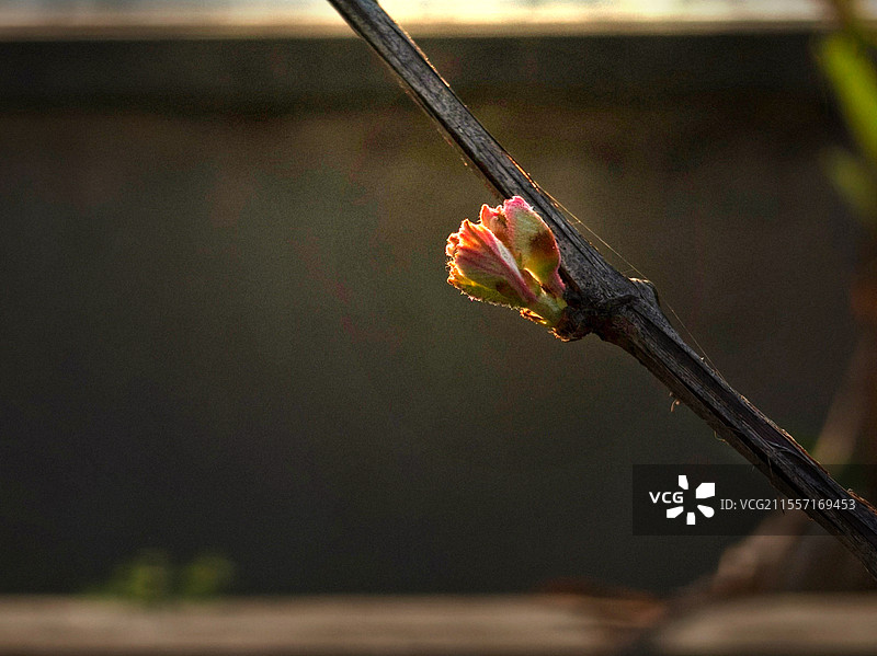 枝头新芽吻微光，鲜嫩初绽藏希望。春之萌动，于细微处窥见生命诗章。图片素材