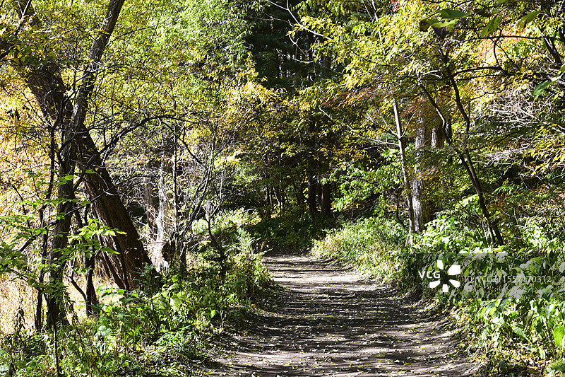吉林龙湾群森林公园三角龙湾秋天树林小路秋景图片素材