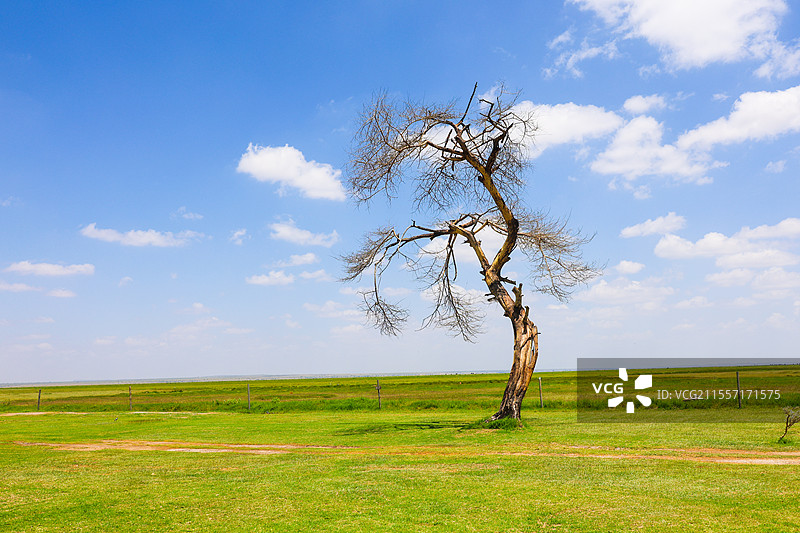 非洲肯尼亚安博塞利草原孤独的树图片素材