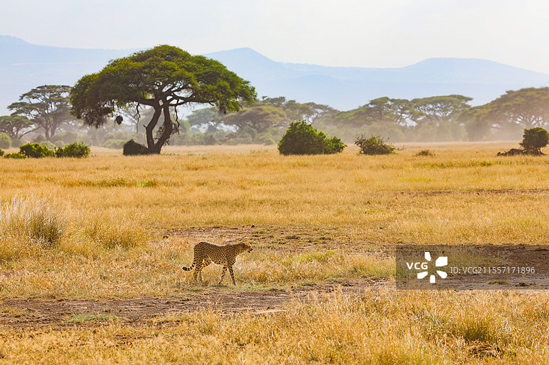 非洲肯尼亚安博塞利游猎safari猎豹家族图片素材