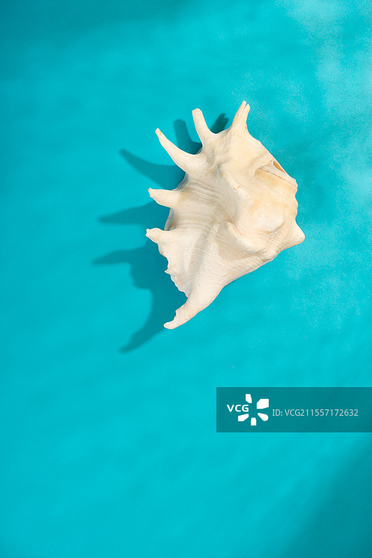 蓝色背景上的贝壳特写镜头图片素材