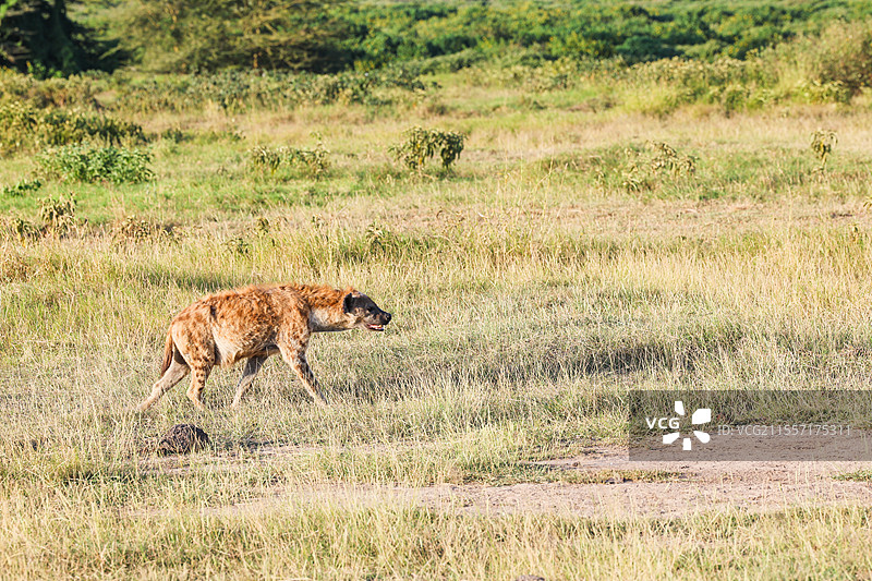 肯尼亚安博塞利国家公园风光鬣狗动物摄影图片素材