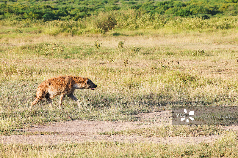 肯尼亚安博塞利国家公园风光鬣狗动物摄影图片素材