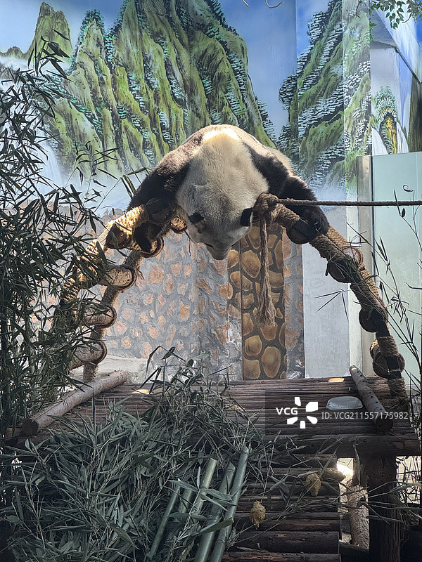 唐山动物园的大熊猫双喜图片素材