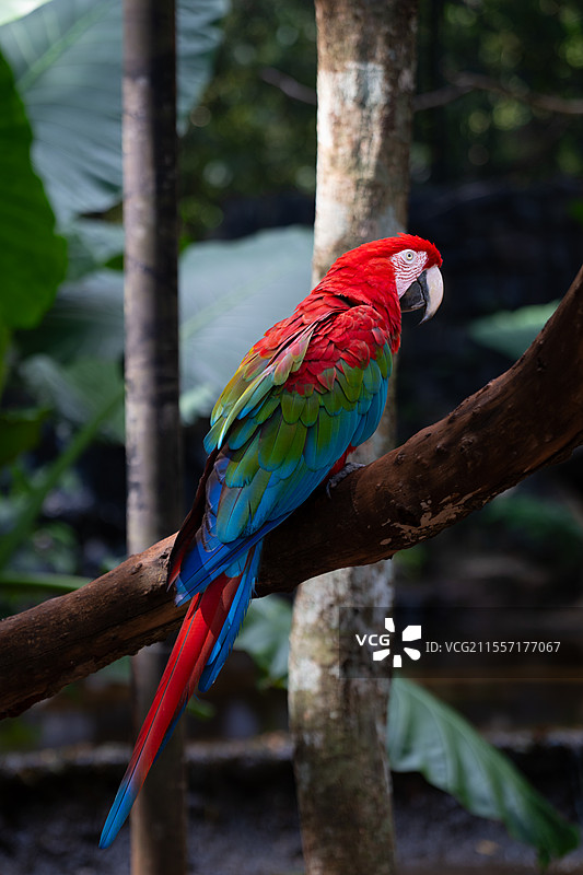 巴西金刚鹦鹉图片素材