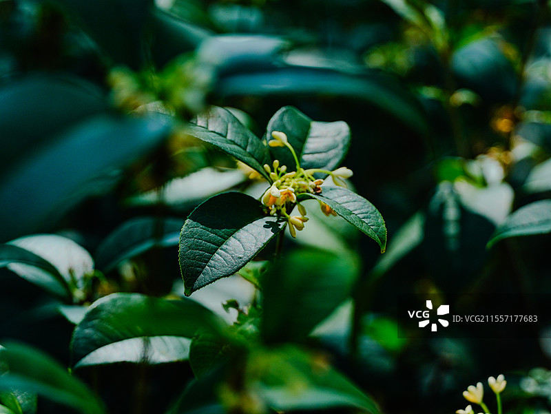 路边桂花特写图片素材