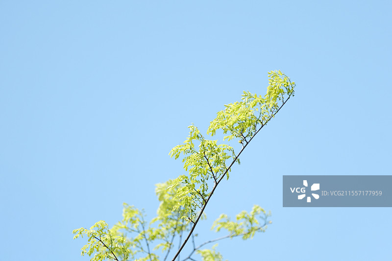 春天，蓝天下的树枝长出新芽和嫩绿的叶子，春和景明，微风吹拂，花粉过敏图片素材