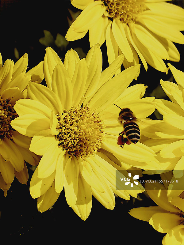 菊与蜂图片素材