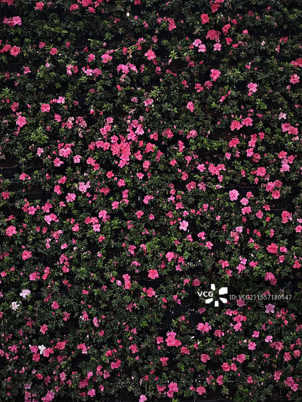 杜鹃花墙图片素材