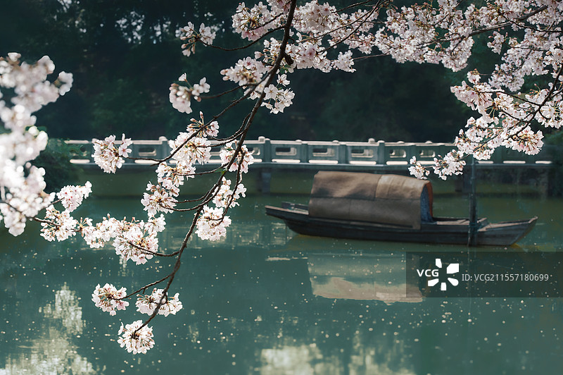 湖畔樱花图片素材